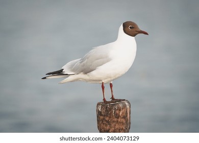  Black-headed gull (Chroicocephalus ridibundus) stands on the wood stick. Close-up portrait black-headed gull with water background and copyspace.