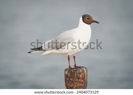  Black-headed gull (Chroicocephalus ridibundus) stands on the wood stick. Close-up portrait black-headed gull with water background and copyspace.