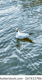 A Black-headed Gull floating on the surface of the water in a lake in South Georgia 