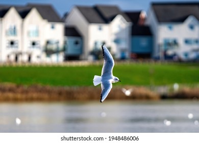 A Black-headed Gull Flying Over A Lake In Southeast England.