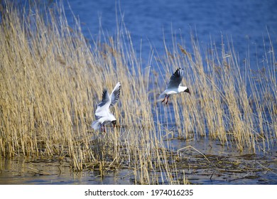 1,362 Fisherman nest Images, Stock Photos & Vectors | Shutterstock