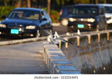 A Black-headed Gull On The Background Of A Street And Parked Cars