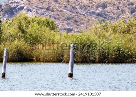 Black-headed Gull perched on a wooden pole in the river. River view and black-headed seagull. Bird, animal idea concept. Wildlife, nature. Horizontal photo. No people, nobody.