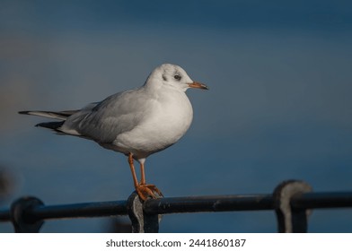 the black-headed gull perching on a iron fence near the Vltava river - Powered by Shutterstock