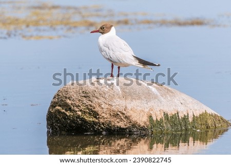 Black-headed gull sits on the river shore. The black-headed gull, lat. Chroicocephalus ridibundus is a small gull from the genus Chroicocephalus of the gull family Laridae