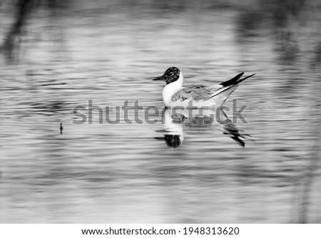 Similar – Great crested grebe swimming on a lake