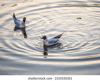 Black-headed gull swimming in a lake. The black-headed gull, lat. Chroicocephalus ridibundus is a small gull from the genus Chroicocephalus of the gull family Laridae