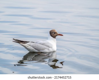 Black-headed gull swimming in a lake. The black-headed gull, lat. Chroicocephalus ridibundus is a small gull from the genus Chroicocephalus of the gull family Laridae
