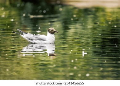 A Black-headed Gull swimming in a tranquil lake with glistening water droplets - Powered by Shutterstock