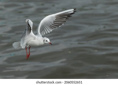 A Black-headed Gull in winter plumage flying above the sea surface
