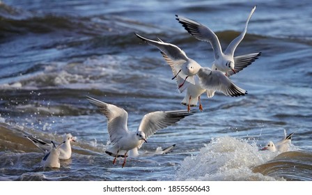 Black-headed Gulls On The Fife Coast