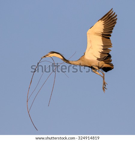 Similar – Image, Stock Photo bird Beautiful Ocean