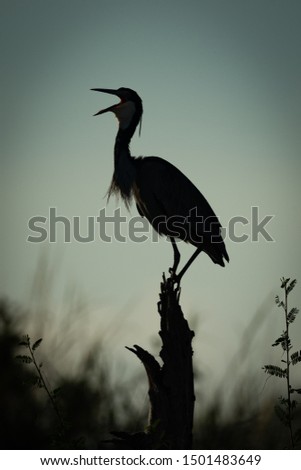 Similar – Schräger Vogel Farbfoto