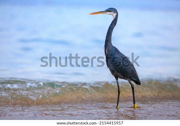 Black-headed heron wading through the sea water at\
the beach.