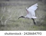 The black-headed ibis, also known as the Oriental white ibis, Indian white ibis, and black-necked ibis