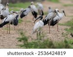 Black-headed ibis is a large water bird. It is in the ibis and spoonbill family.