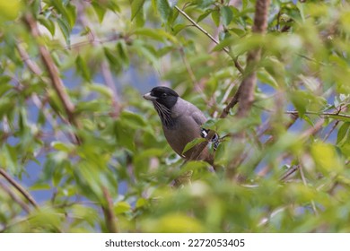Black-headed jay or lanceolated jay (Garrulus lanceolatus) at Pangot, Uttarakhand, India - Shutterstock ID 2272053405
