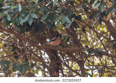 Black-headed jay or lanceolated jay (Garrulus lanceolatus) at Walong, India - Shutterstock ID 2272053927