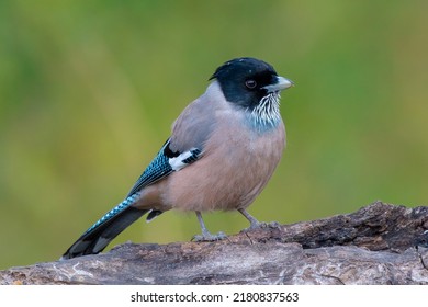 The black-headed jay or lanceolated jay is roughly the same size as its close relative the Eurasian jay, but a little more slender overall except for the bill which is slightly shorter and thicker