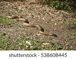 Black-headed python (Aspidites melanocephalus) in Queensland.