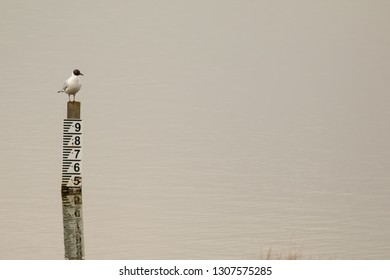 Blackheaded Seagull On Tide Marker