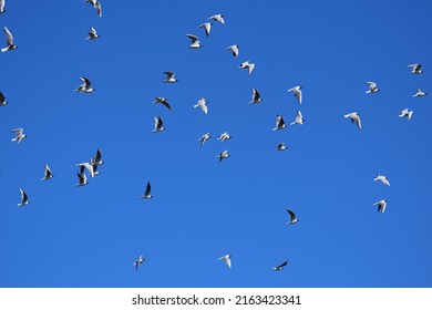 Black-headed Seagulls In A Swarm,flying.scandinavia,sweden.