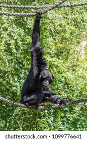 Black-Headed Spider Monkey (Ateles Fusciceps)