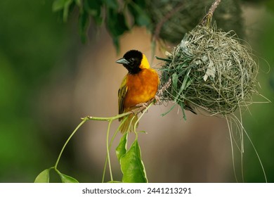 Black-headed weaver or Yellow-backed weaver - Ploceus melanocephalus, yellow bird with the black head in the family Ploceidae, build hanging nest from grass in Africa. - Powered by Shutterstock