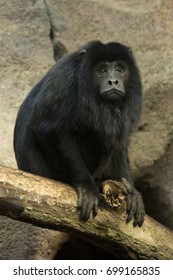 Black-howler Monkey (Alouatta Caraya).