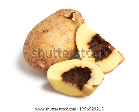 Blackleg of potato. Disease is caused by Pectobacterium bacteria or it is also called Dickeya solani or Top wilt. They also cause bacterial root rot of sweet potato (Erwinia carotovora) Stock photo © 