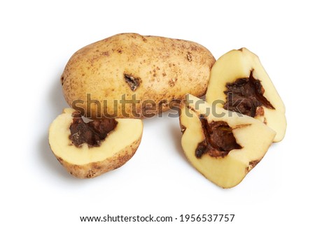 Blackleg of potato. Disease is caused by Pectobacterium bacteria or it is also called Dickeya solani isolated on white with clipping path. They also cause bacterial root rot of sweet potato  Stock photo © 