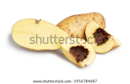 Blackleg of potato. Disease is caused by Pectobacterium bacteria or it is also called Dickeya solani isolated on white with clipping path. They also cause bacterial root rot of sweet potato  Stock photo © 