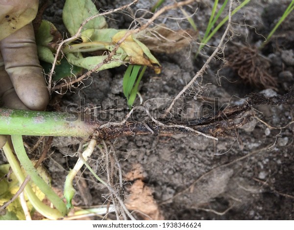 Blackleg Potato Disease Caused By Bacteria Stock Photo (Edit Now ...