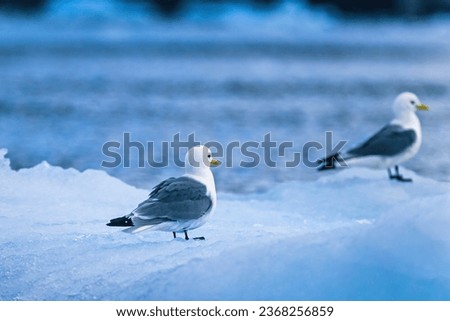 Similar – Image, Stock Photo all daft … North Sea