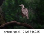 Black-legged Seriema bird (Chunga burmeisteri)