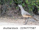 A Black-legged Seriema is standing on the ground and looking to the left at Fortin Toledo, Filadelfia, Chaco region, Paraguay