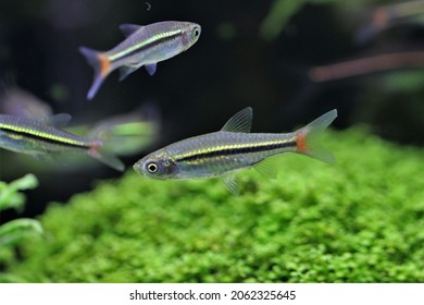 Blackline rasbora fish(Redline rasbora) are swimming in freshwater aquarium with aquatic plants background. Rasbora borapetensis is a beautiful streamlined freshwater fish native to Thailand.