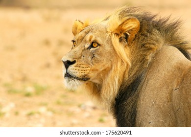 7,602 Kalahari lions Images, Stock Photos & Vectors Shutterstock