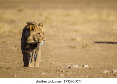 Black-maned lion of the Kalahari walking towards a waterhole