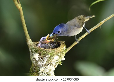 Black-naped Monarch or socalled black-naped blue flycatcher, hypothymis azurea, asian paradise flycatcher, guarding its chicks in their nest in the feeding hot day - Powered by Shutterstock