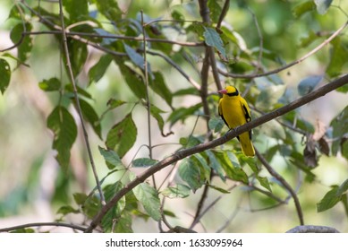 Black-naped Oriole , Bird,Oriolus Chinensis