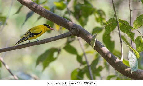 Black-naped Oriole , Bird,Oriolus Chinensis