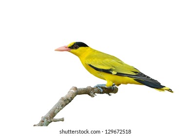 Black-naped Oriole(Oriolus Chinensis)