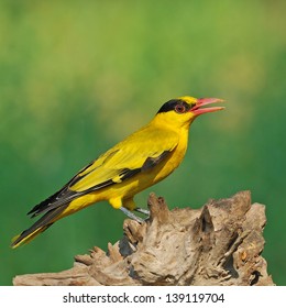 Black-naped Oriole(Oriolus Chinensis)