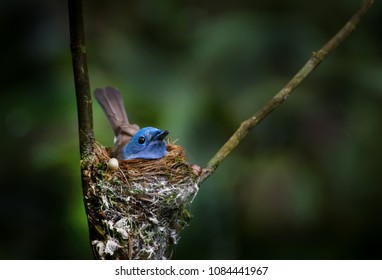 Black-napped Monarch Hatching Eggs.