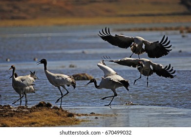 Black-necked Crane