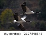 Black-necked Cranes at Trahiyangtse, eastern Bhutan.