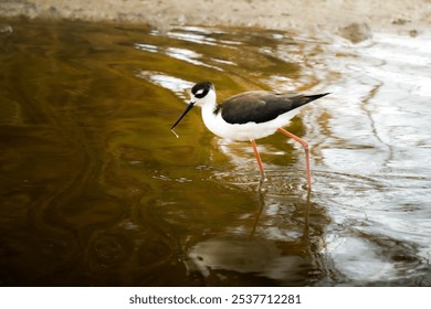 A black-necked stilt bird wading in shallow water at sunset, showcasing reflections and a serene, peaceful scene in its natural habitat. - Powered by Shutterstock