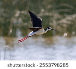 A black-necked stilt flying with a blurred background - Himantopus mexicanus