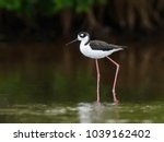 Black-necked Stilt Foraging on Dark Green Background